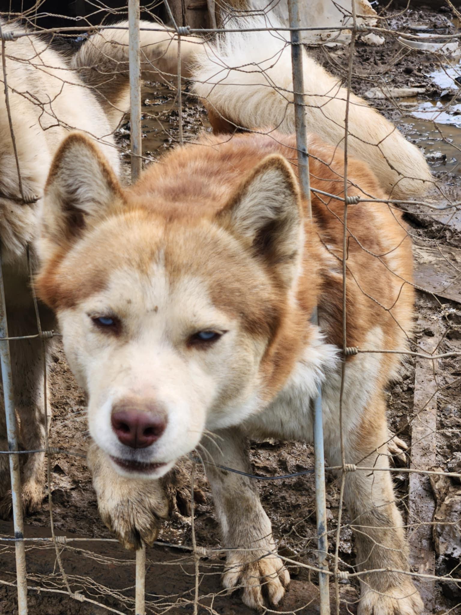 Sable, an adoptable Siberian Husky in Missoula, MT, 59803 | Photo Image 5