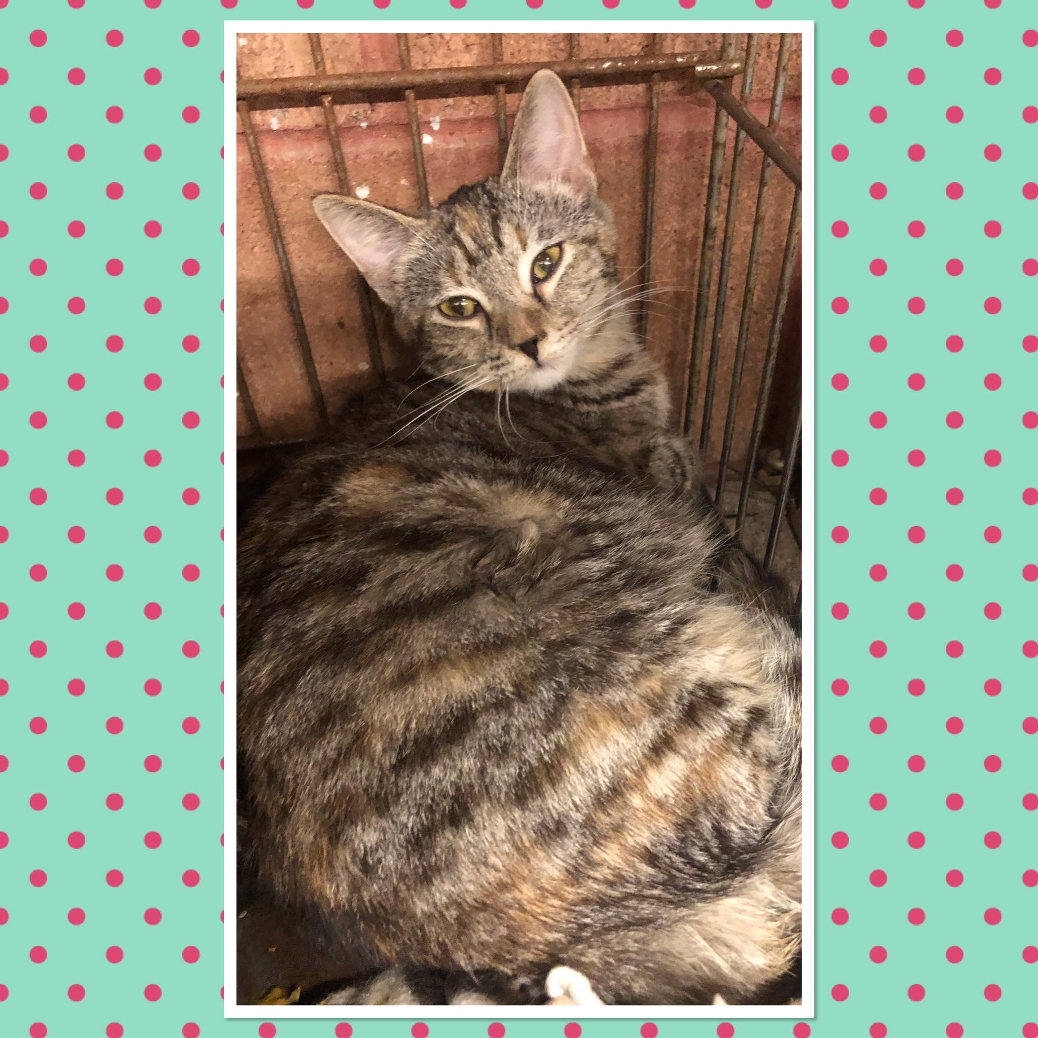 Enlarge CUDDLE BUG, a ADOPTABLE Domestic Short Hair in Buckhannon, WV image 1/1