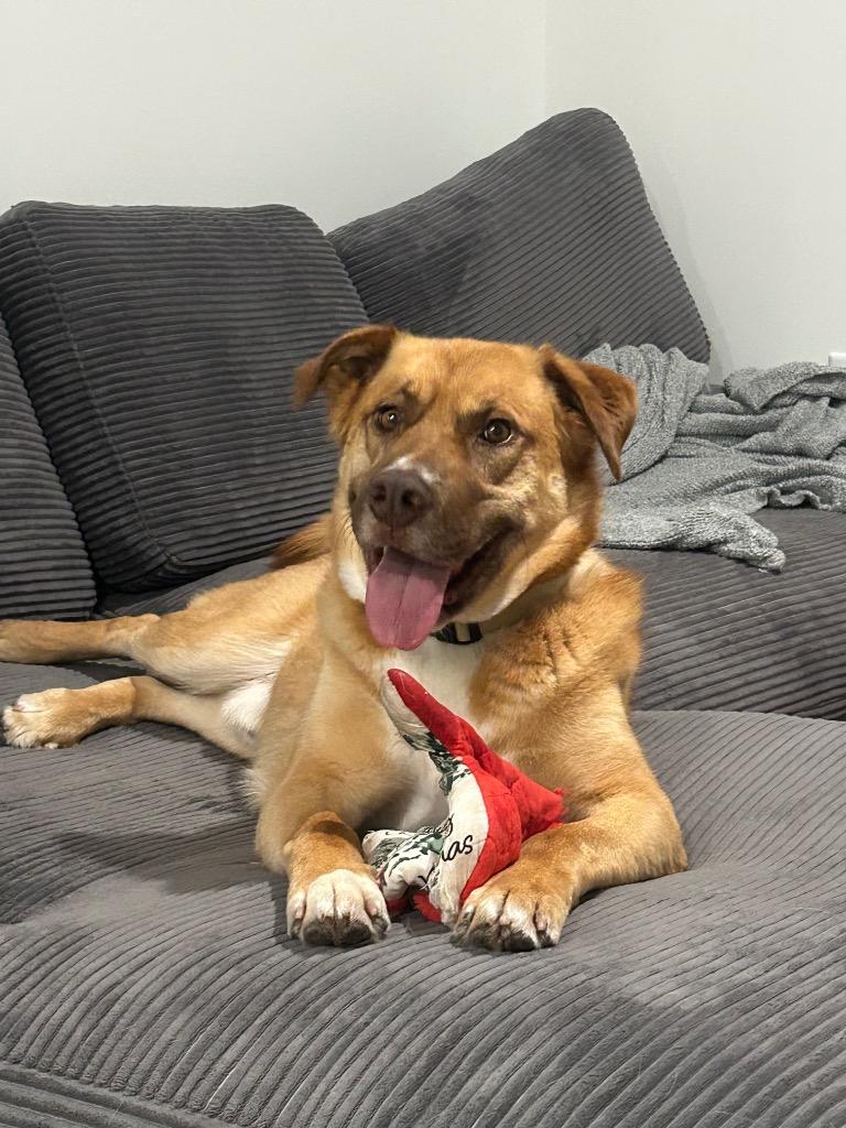 Jenansfer Berthodrick, Adoptable, Adult Male Retriever & Shepherd.