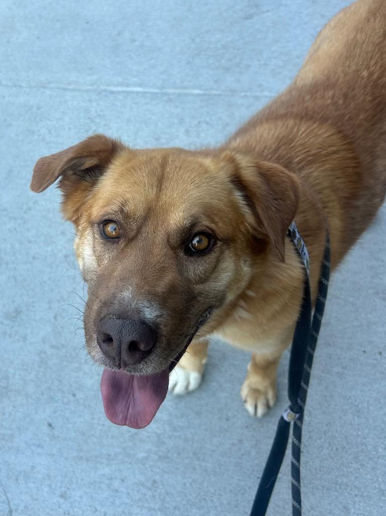 Jenansfer Berthodrick, a Adoptable mixed breed in Fort Lupton, CO image 2/6