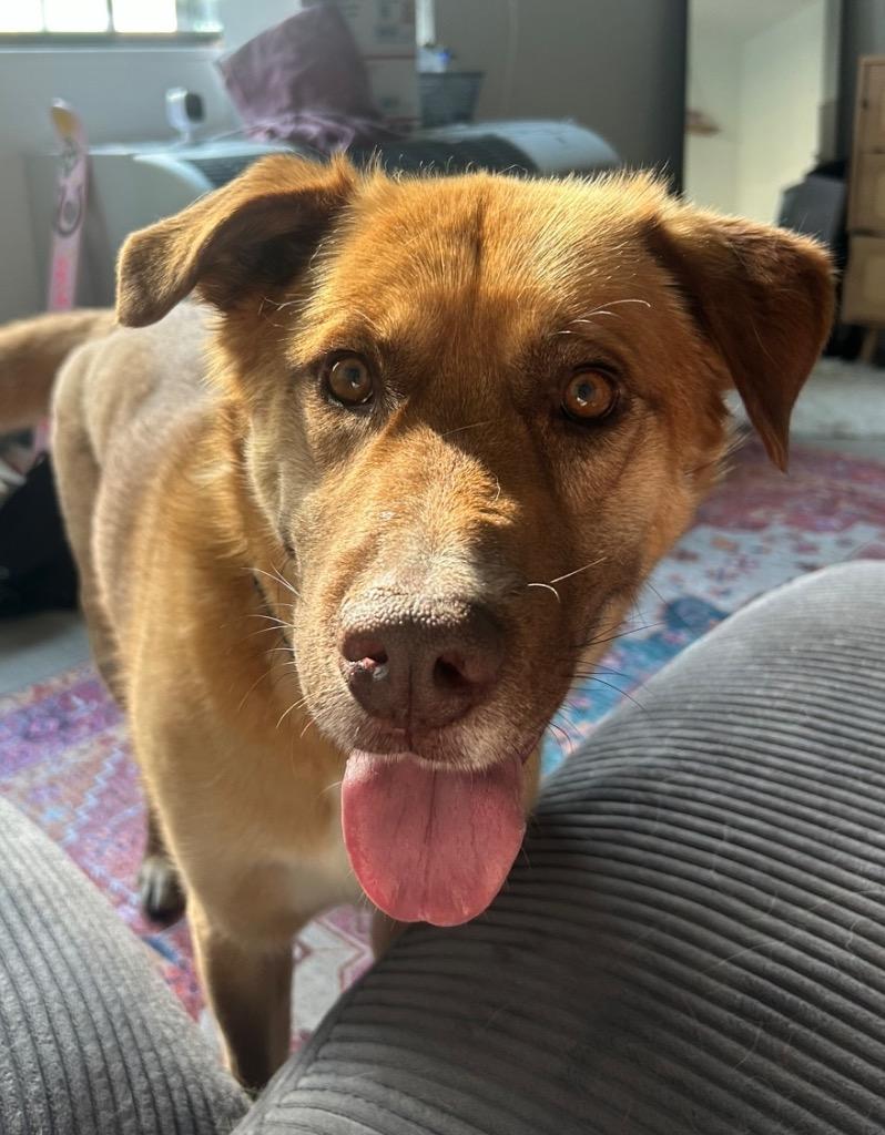 Jenansfer Berthodrick, a Adoptable mixed breed in Fort Lupton, CO image 3/6