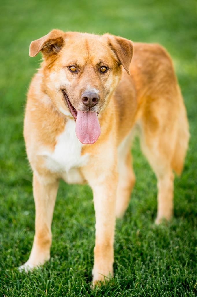 Jenansfer Berthodrick, a Adoptable mixed breed in Fort Lupton, CO image 4/6