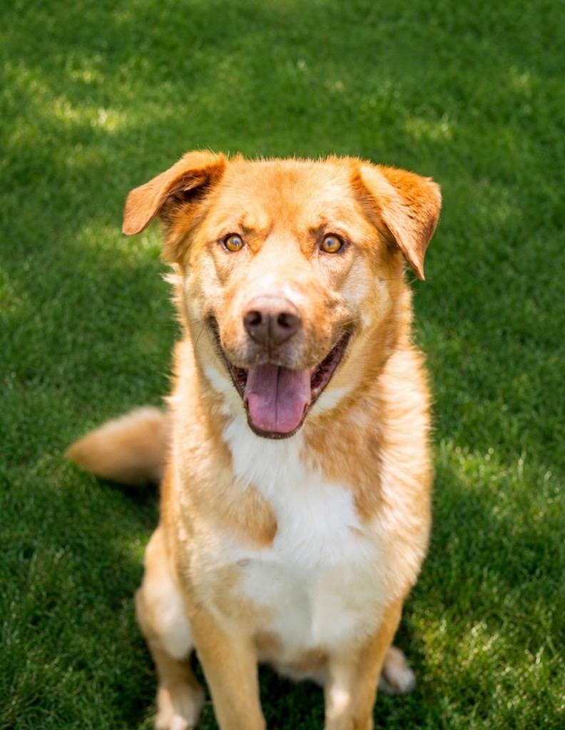 Jenansfer Berthodrick, a Adoptable mixed breed in Fort Lupton, CO image 5/6