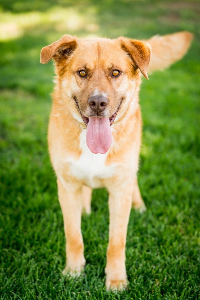 Jenansfer Berthodrick, a Adoptable mixed breed in Fort Lupton, CO image 6/6
