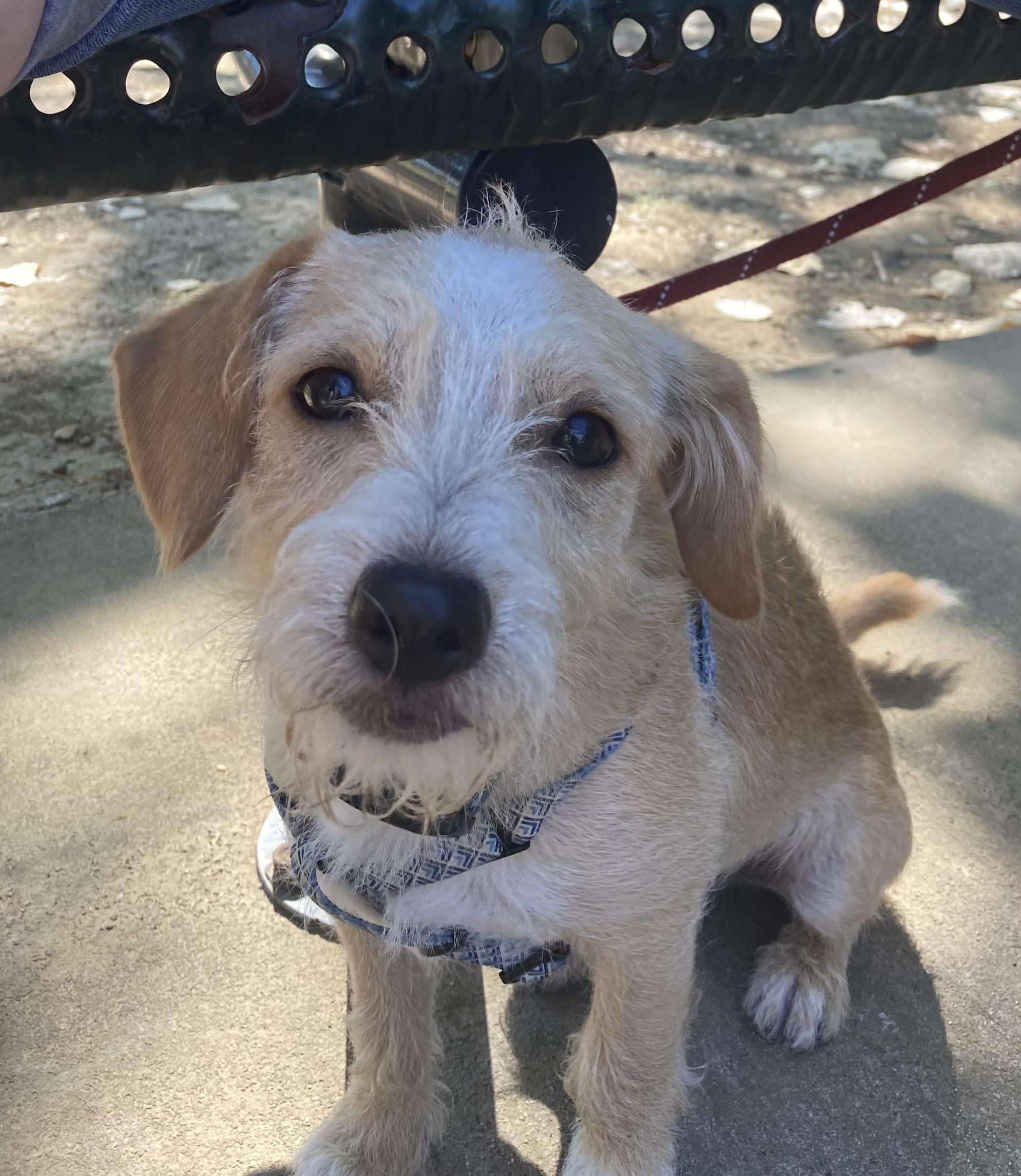 Will, a Adoptable mixed breed image 2/2