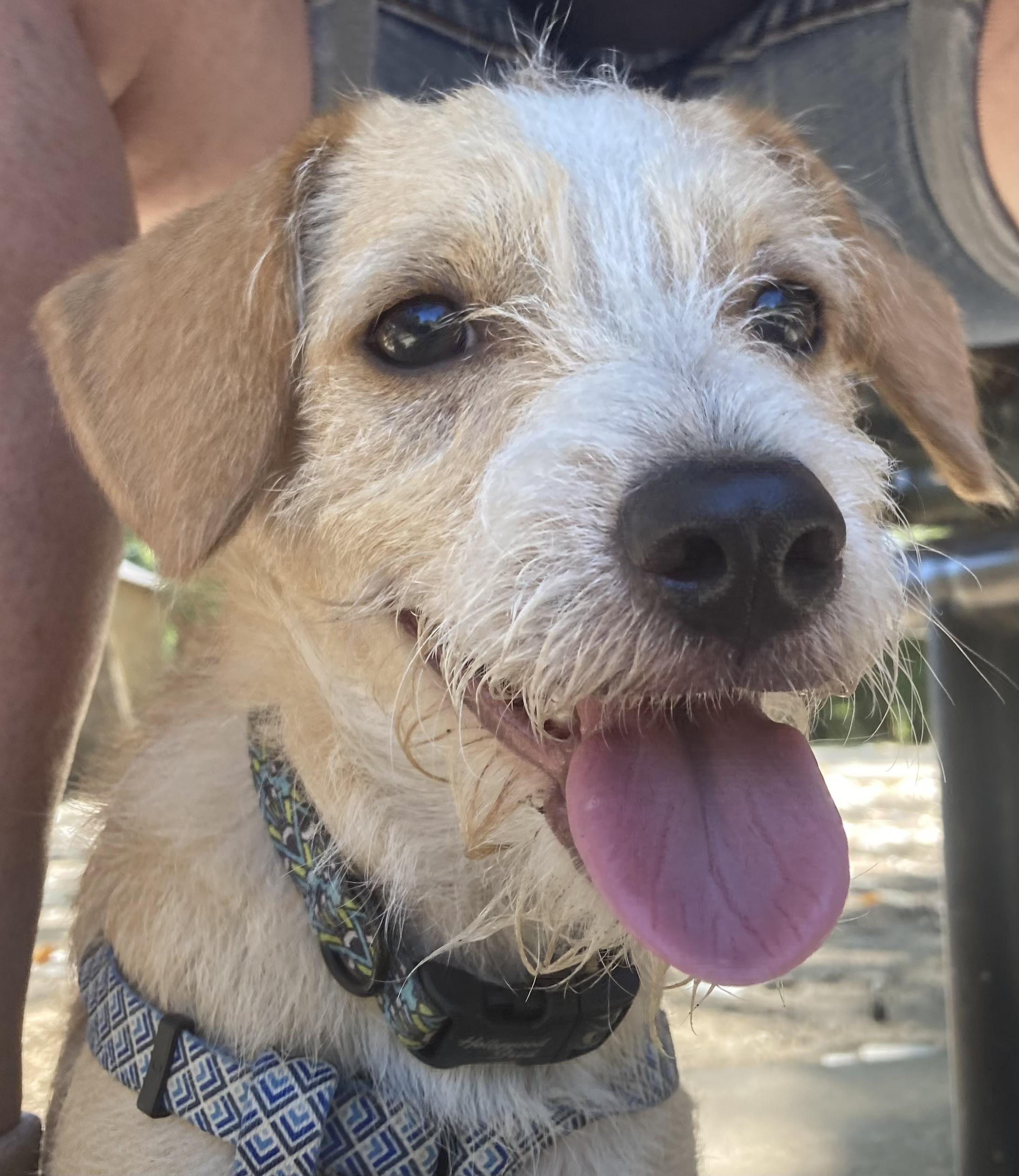 Will, Adoptable, Young Male Poodle & Corgi.