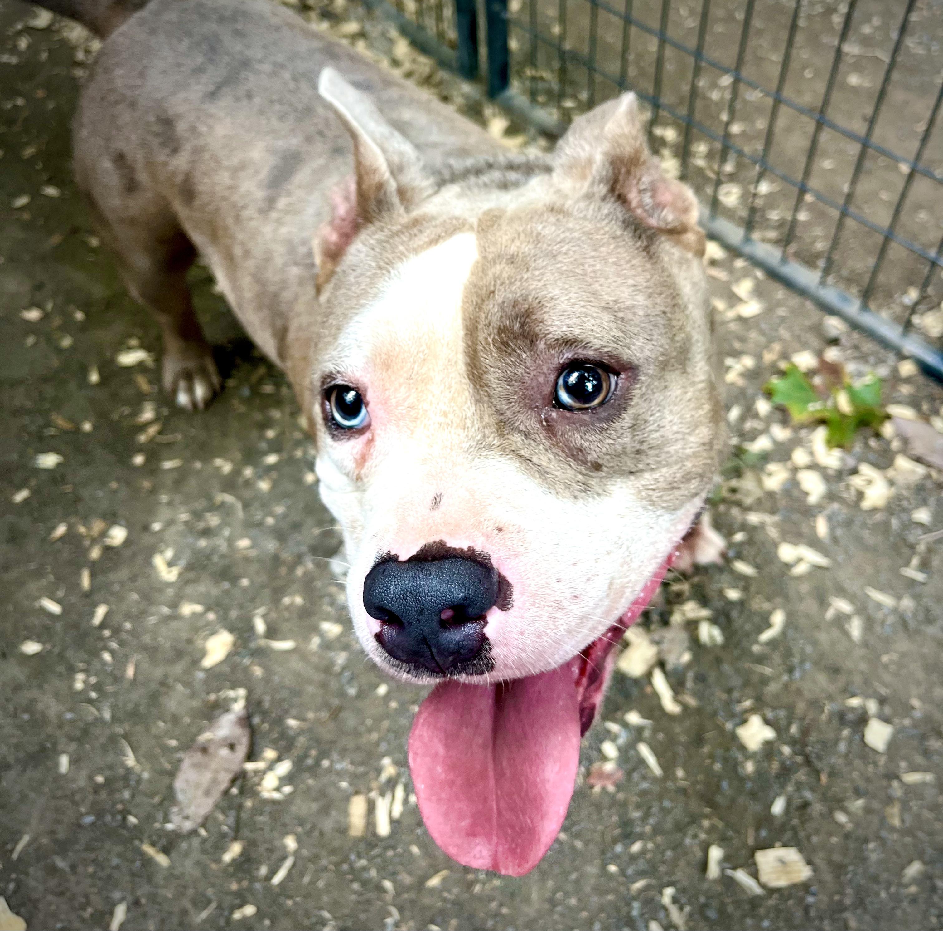 Enlarge Bart, a Adopted mixed breed in Powell, TN image 2/3