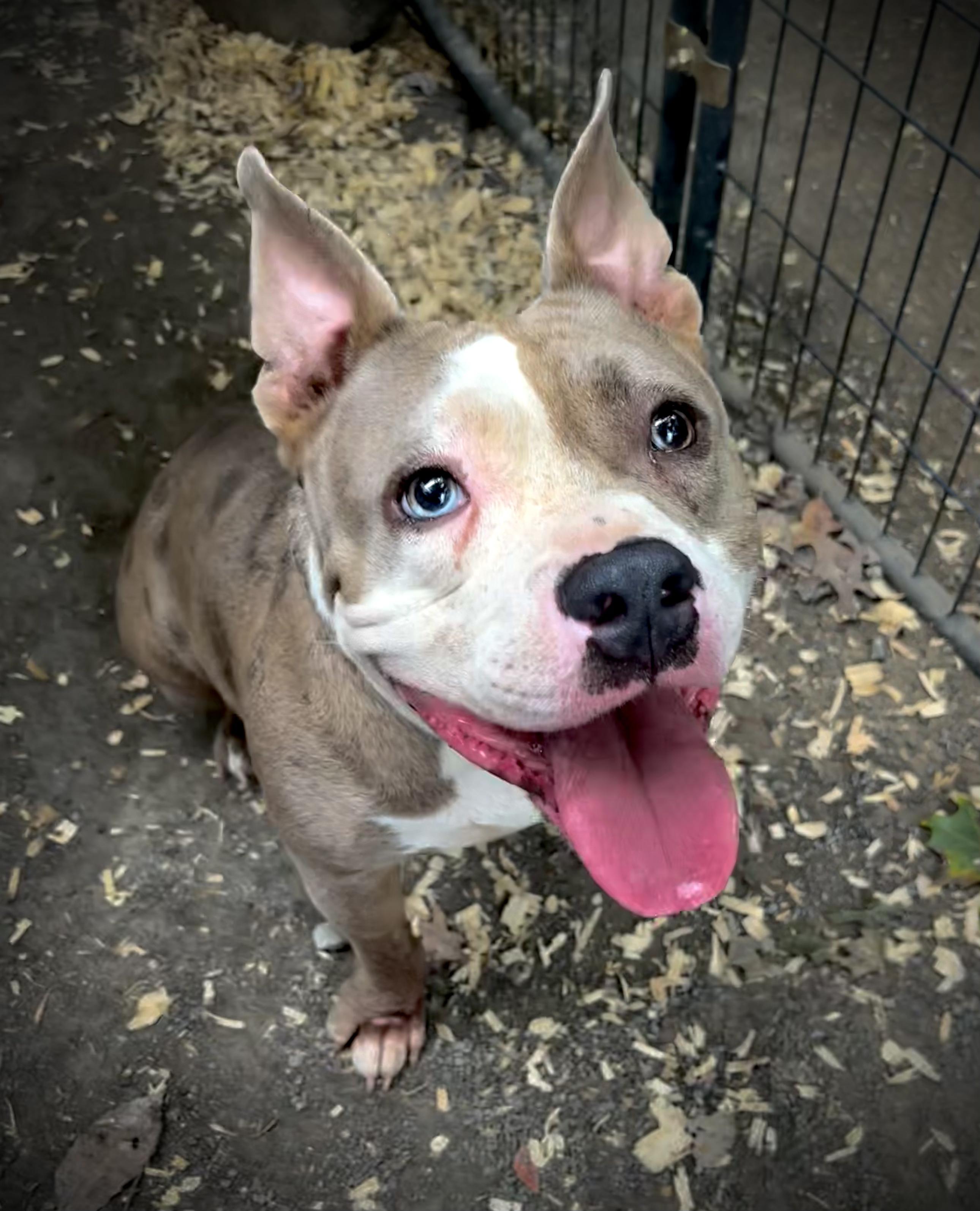 Bart, Adopted, Adult Male American Bully & English Bulldog.
