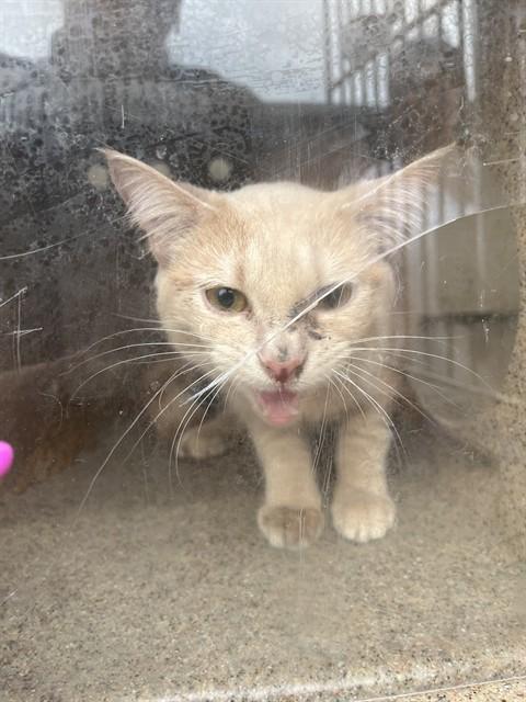 Enlarge BATCAT, a Adoptable Domestic Short Hair in Louisville, KY image 1/1
