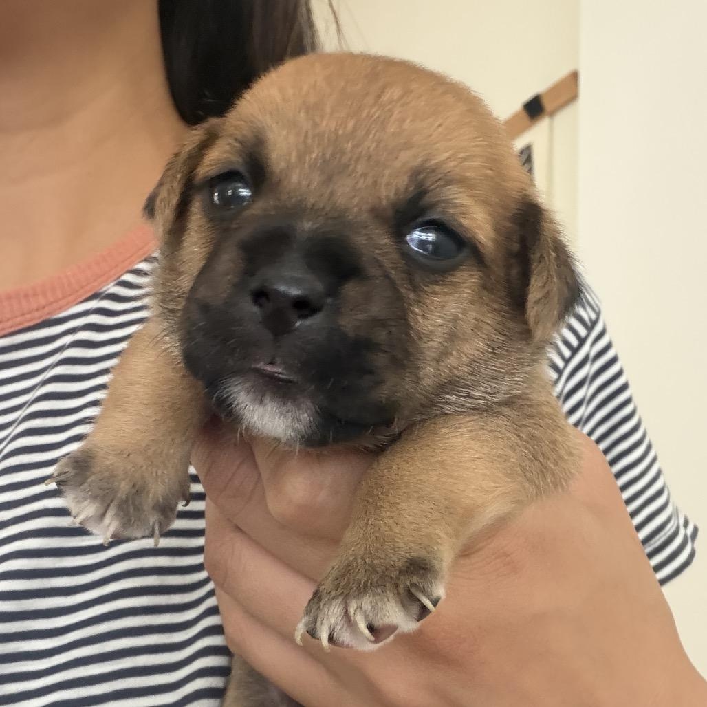 Enlarge Troubadour, a Adoptable Mixed Breed in Los Angeles, CA image 1/5