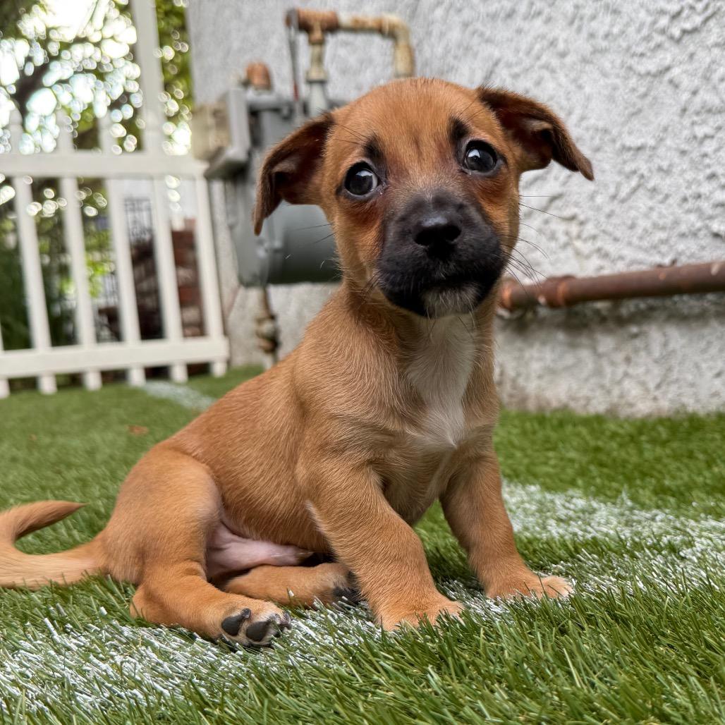Enlarge Troubadour, a Adoptable Mixed Breed in Los Angeles, CA image 2/5