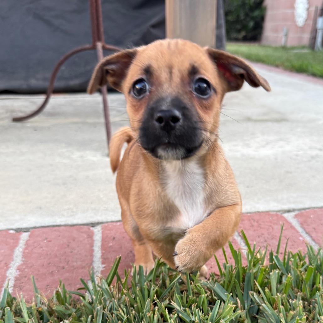 Enlarge Troubadour, a Adoptable Mixed Breed in Los Angeles, CA image 3/5