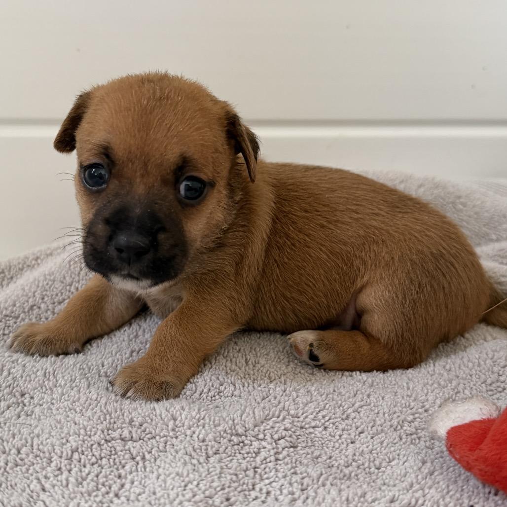 Enlarge Troubadour, a Adoptable Mixed Breed in Los Angeles, CA image 5/5