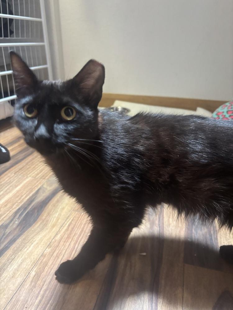 Nikita, Adoptable, Kitten Female Domestic Short Hair.