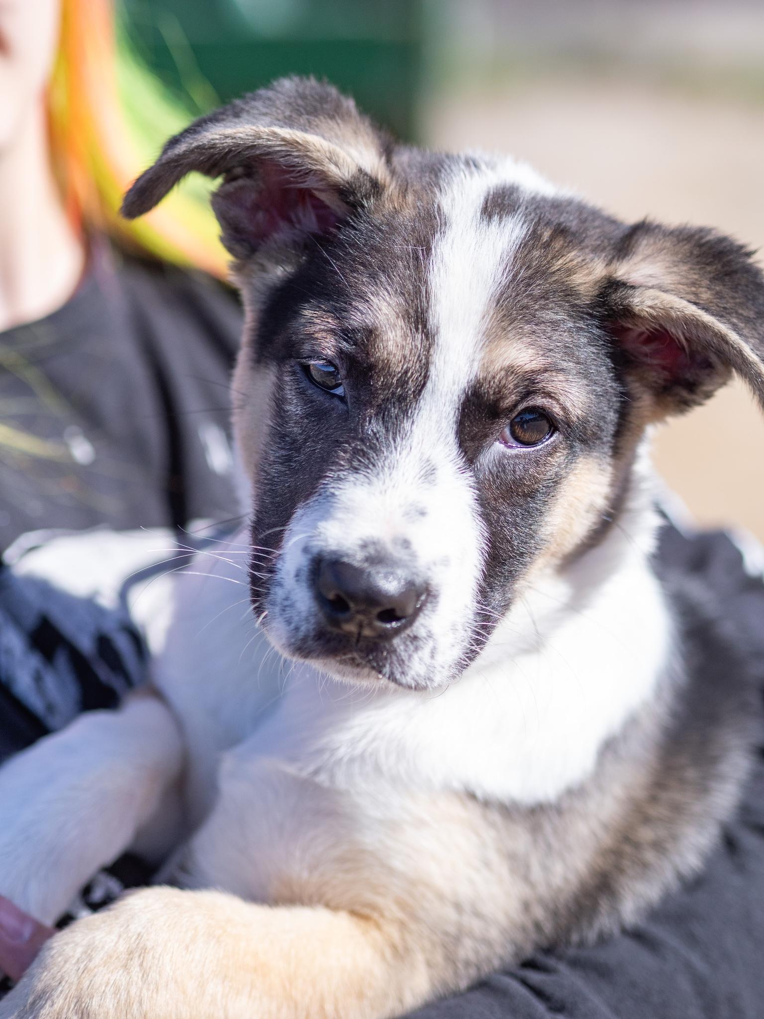Svenn, adopted, Puppy Male Mastiff & Australian Cattle Dog / Blue Heeler.