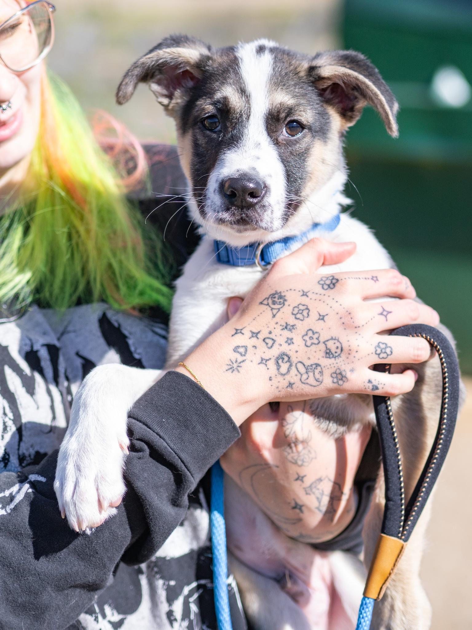 Enlarge Svenn, an adopted mixed breed in Globe, AZ image 2/2