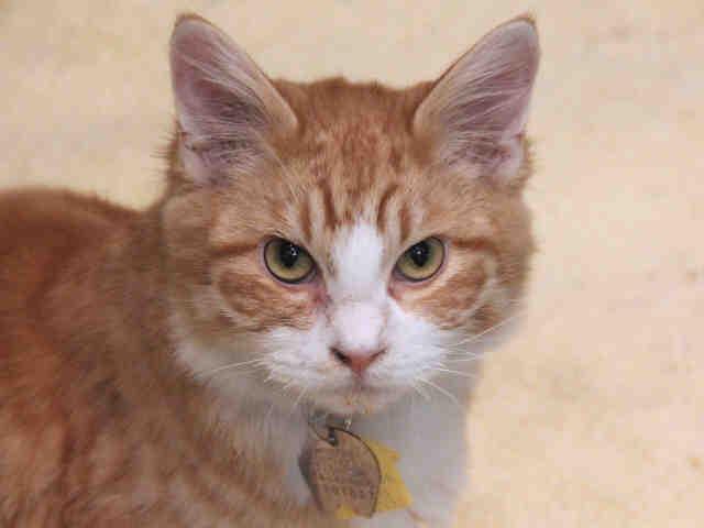 PRINCE HARRY, Adoptable, Adult Male Domestic Long Hair.