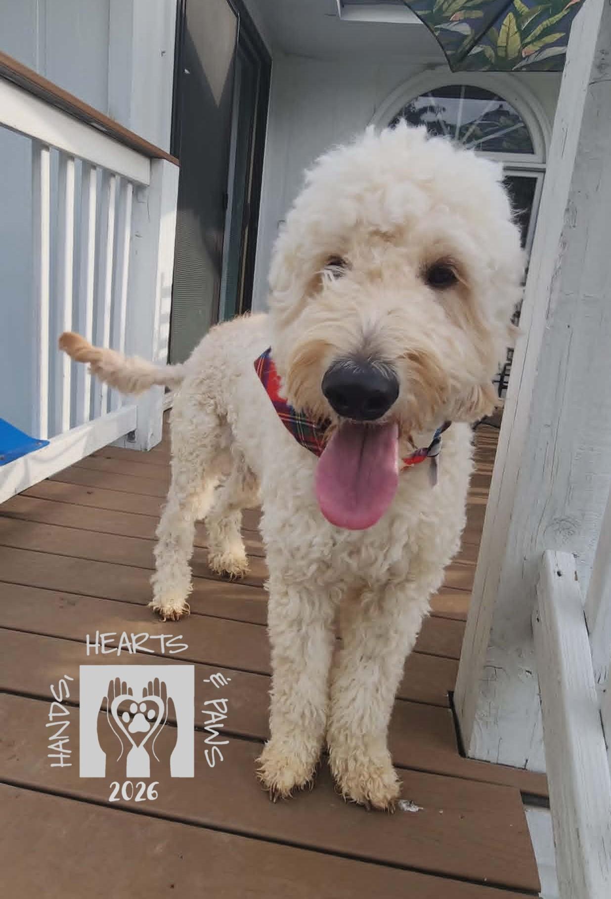 Enlarge Benicio, an adopted mixed breed in Omaha, NE image 4/5