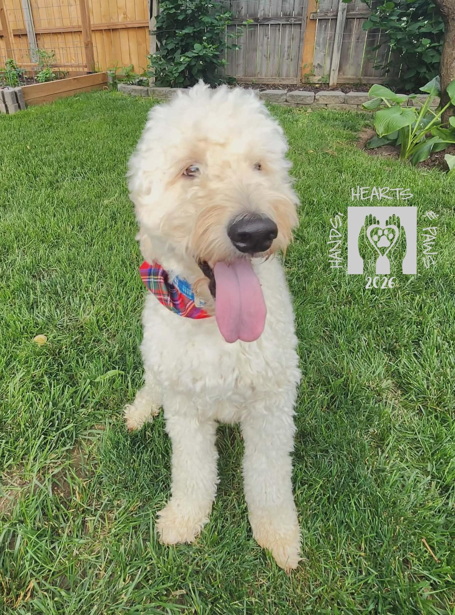 Enlarge Benicio, an adopted mixed breed in Omaha, NE image 1/5