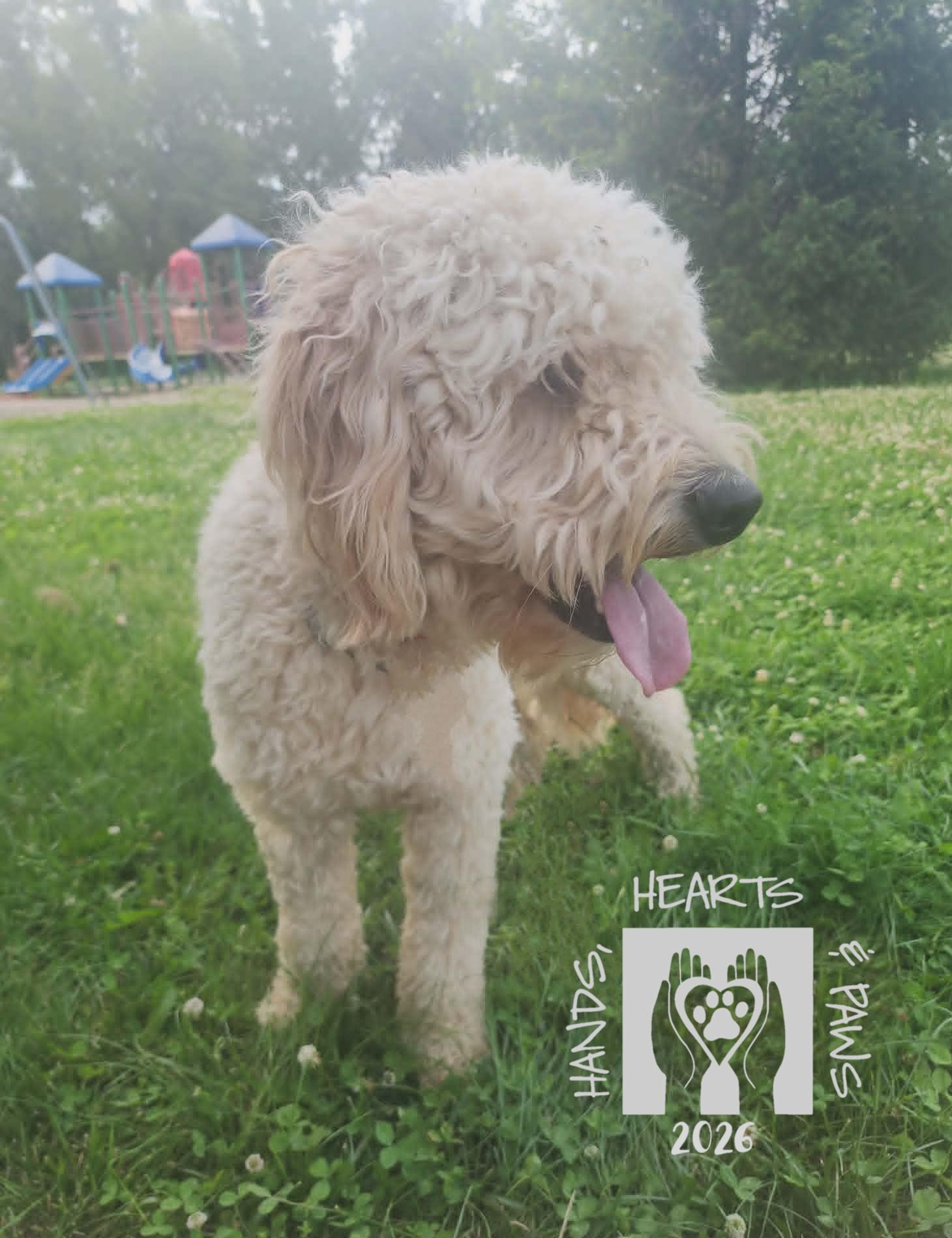 Enlarge Benicio, an adopted mixed breed in Omaha, NE image 3/5