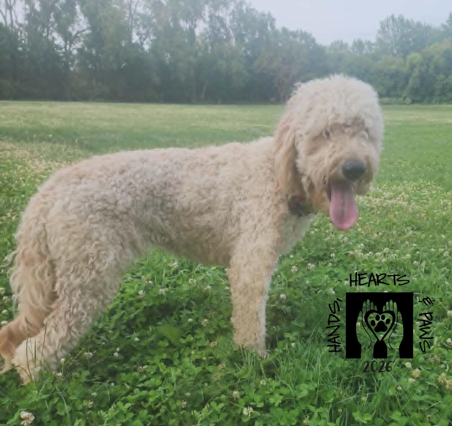 Enlarge Benicio, an adopted mixed breed in Omaha, NE image 2/5