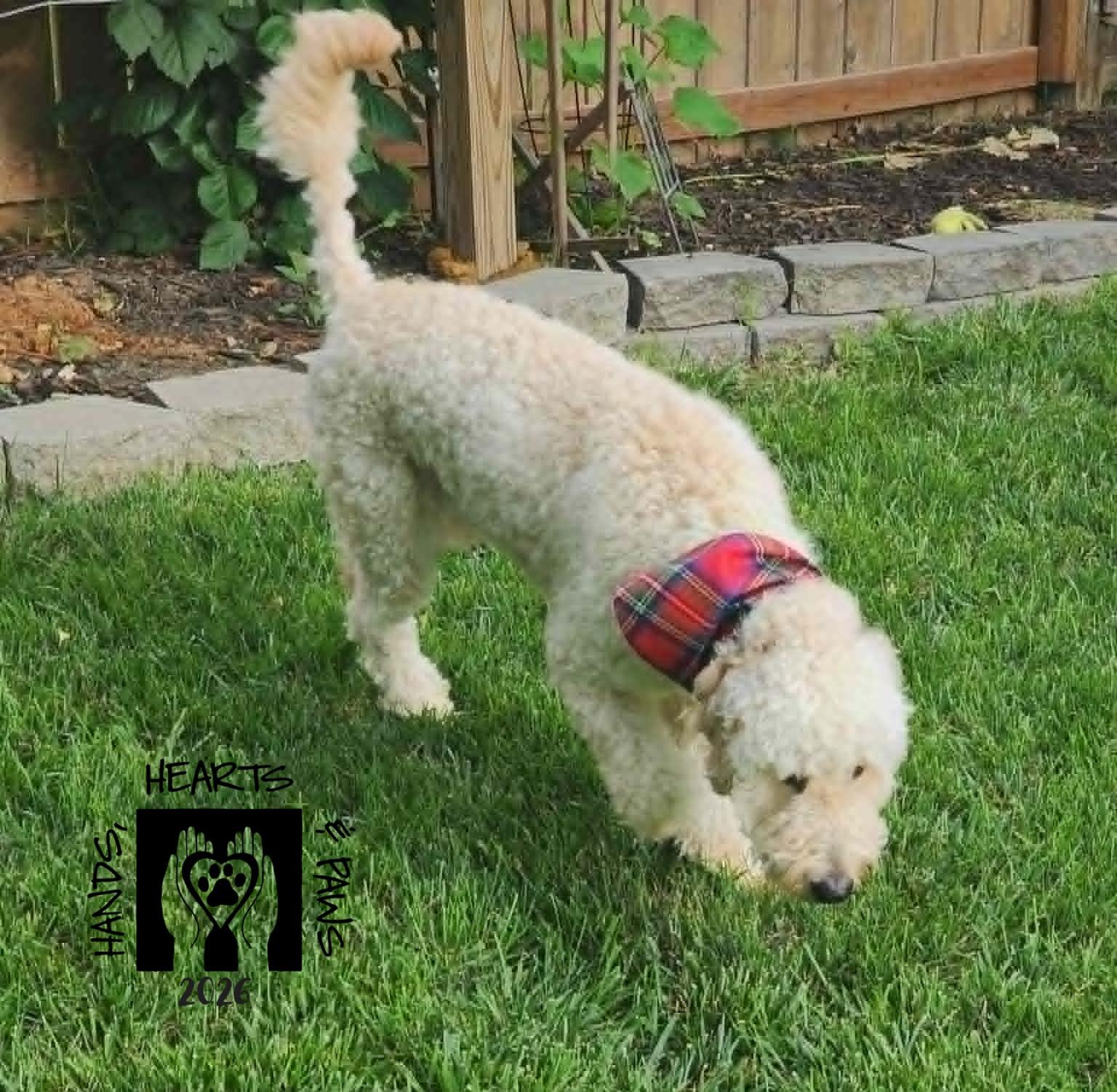 Enlarge Benicio, an adopted mixed breed in Omaha, NE image 5/5