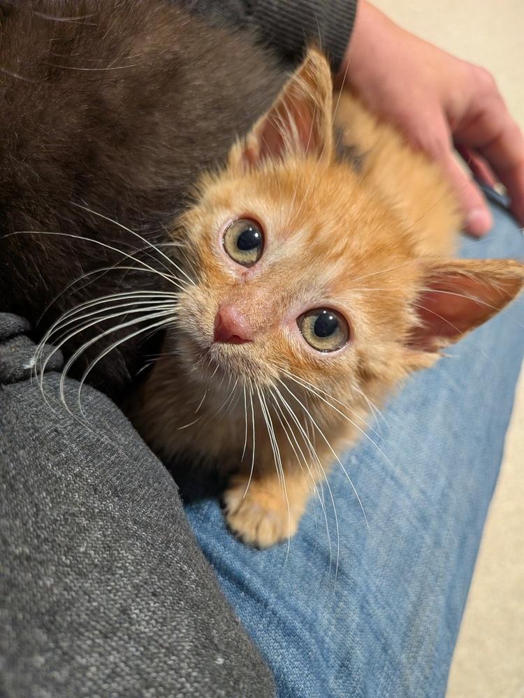 Enlarge CC Lemon, a Adoptable Domestic Short Hair in Clinton Township, MI image 1/5