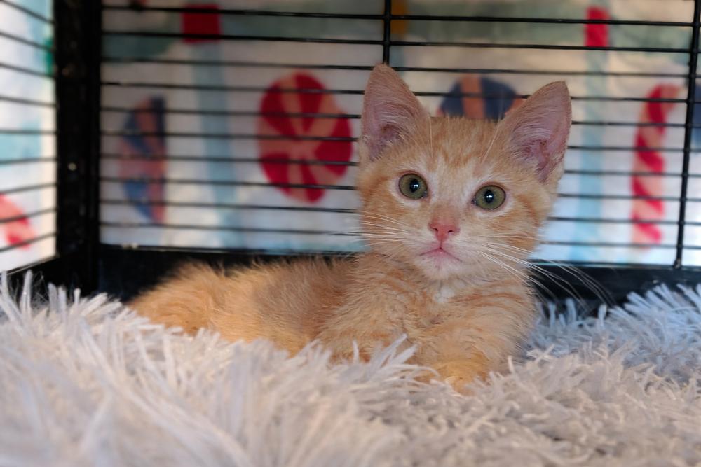 Enlarge CC Lemon, a Adoptable Domestic Short Hair in Clinton Township, MI image 2/5