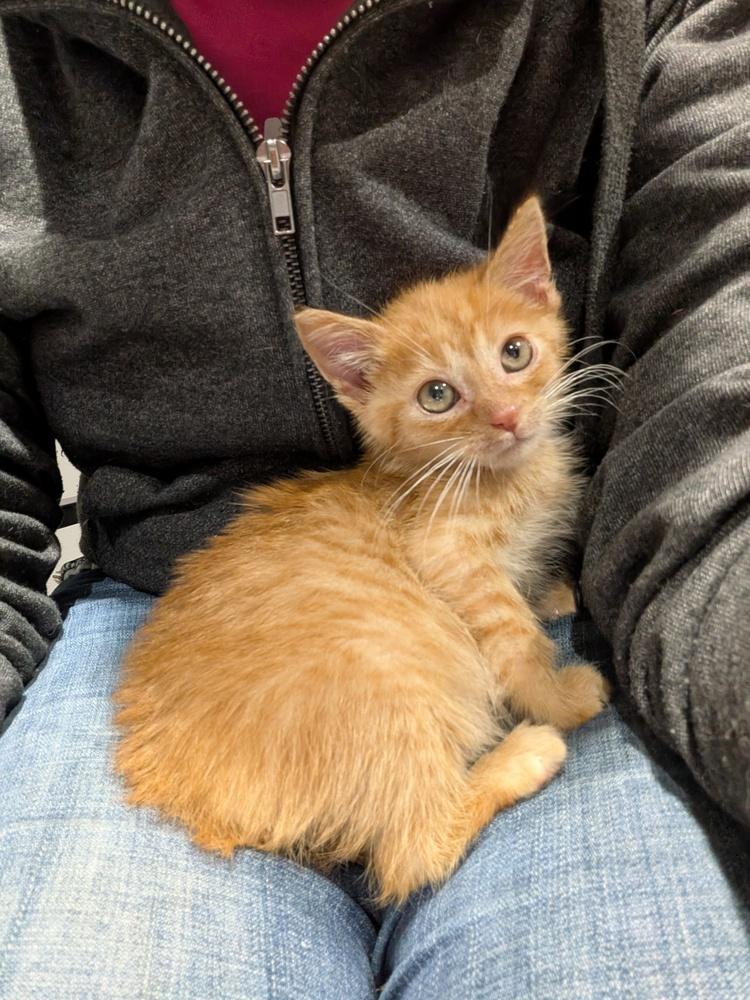 Enlarge CC Lemon, a Adoptable Domestic Short Hair in Clinton Township, MI image 3/5