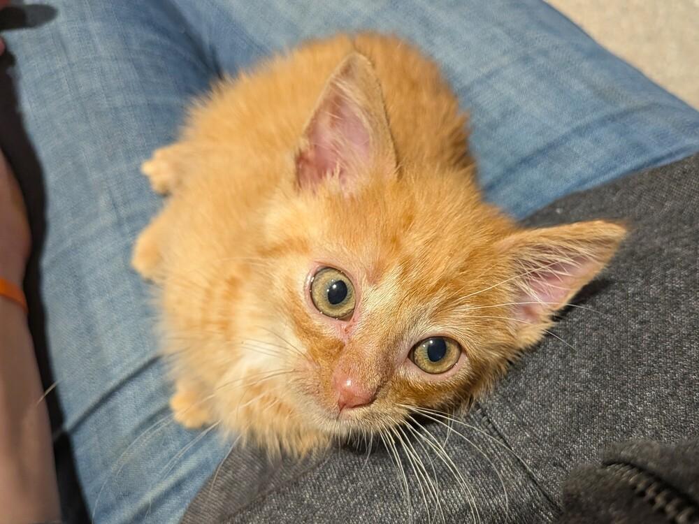 Enlarge CC Lemon, a Adoptable Domestic Short Hair in Clinton Township, MI image 4/5