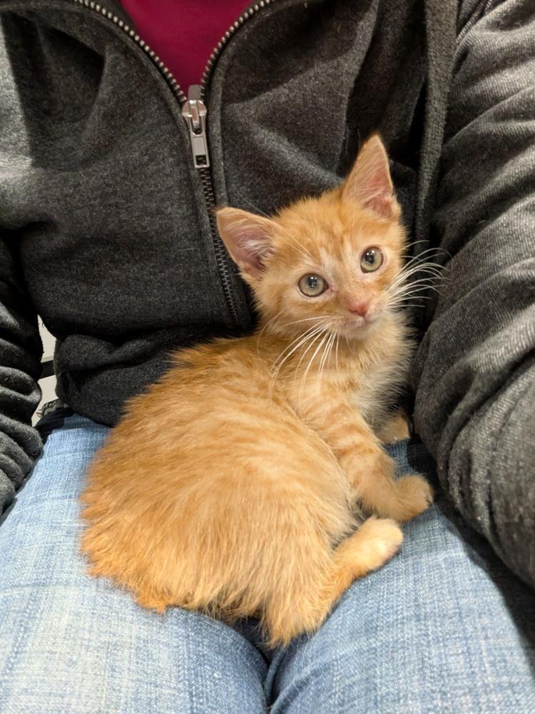 Enlarge CC Lemon, a Adoptable Domestic Short Hair in Clinton Township, MI image 5/5