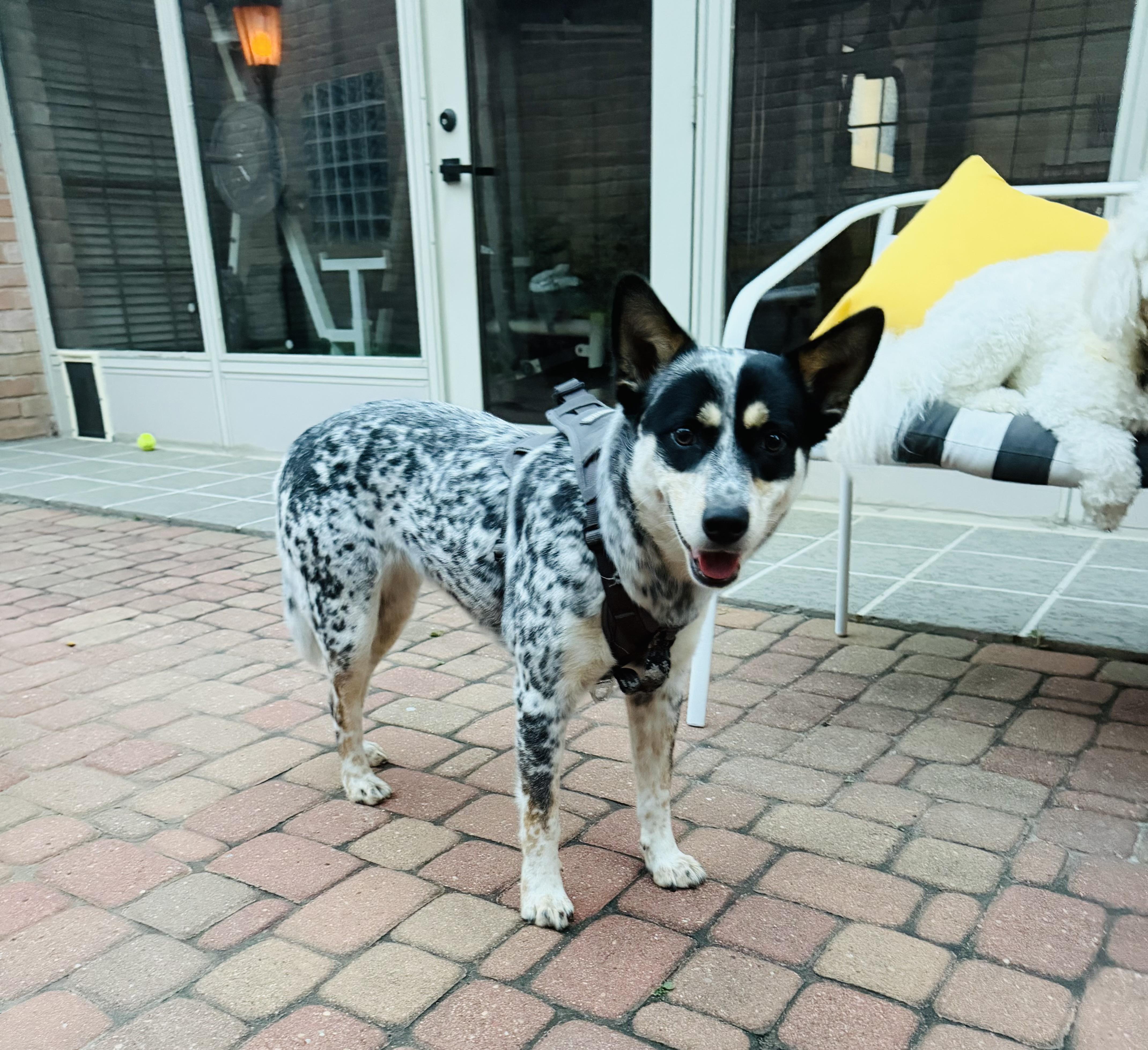 Daisy Mae, Adoptable, Young Female Australian Cattle Dog / Blue Heeler.