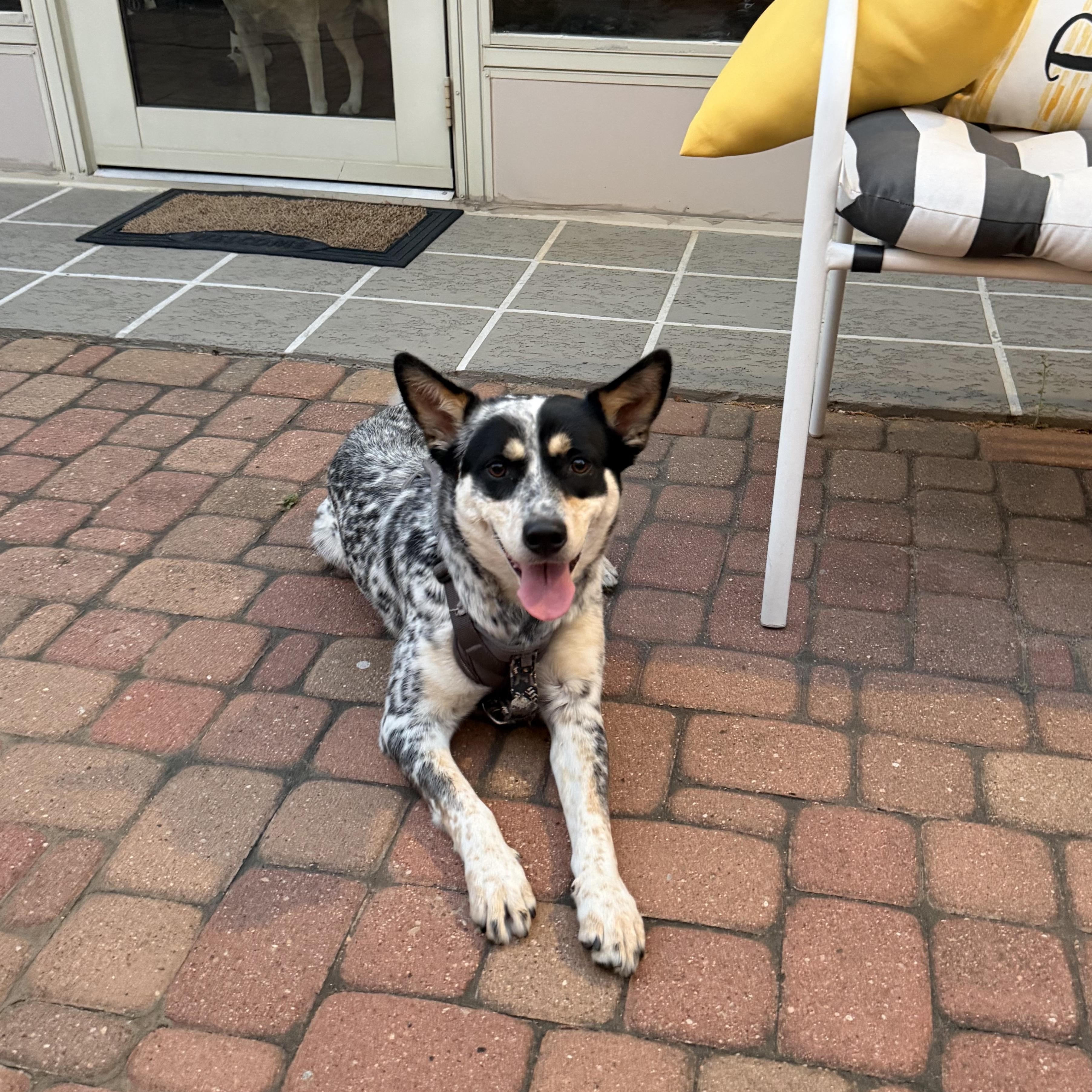 Enlarge Daisy Mae, a Adoptable Australian Cattle Dog / Blue Heeler in Houston , TX image 3/3