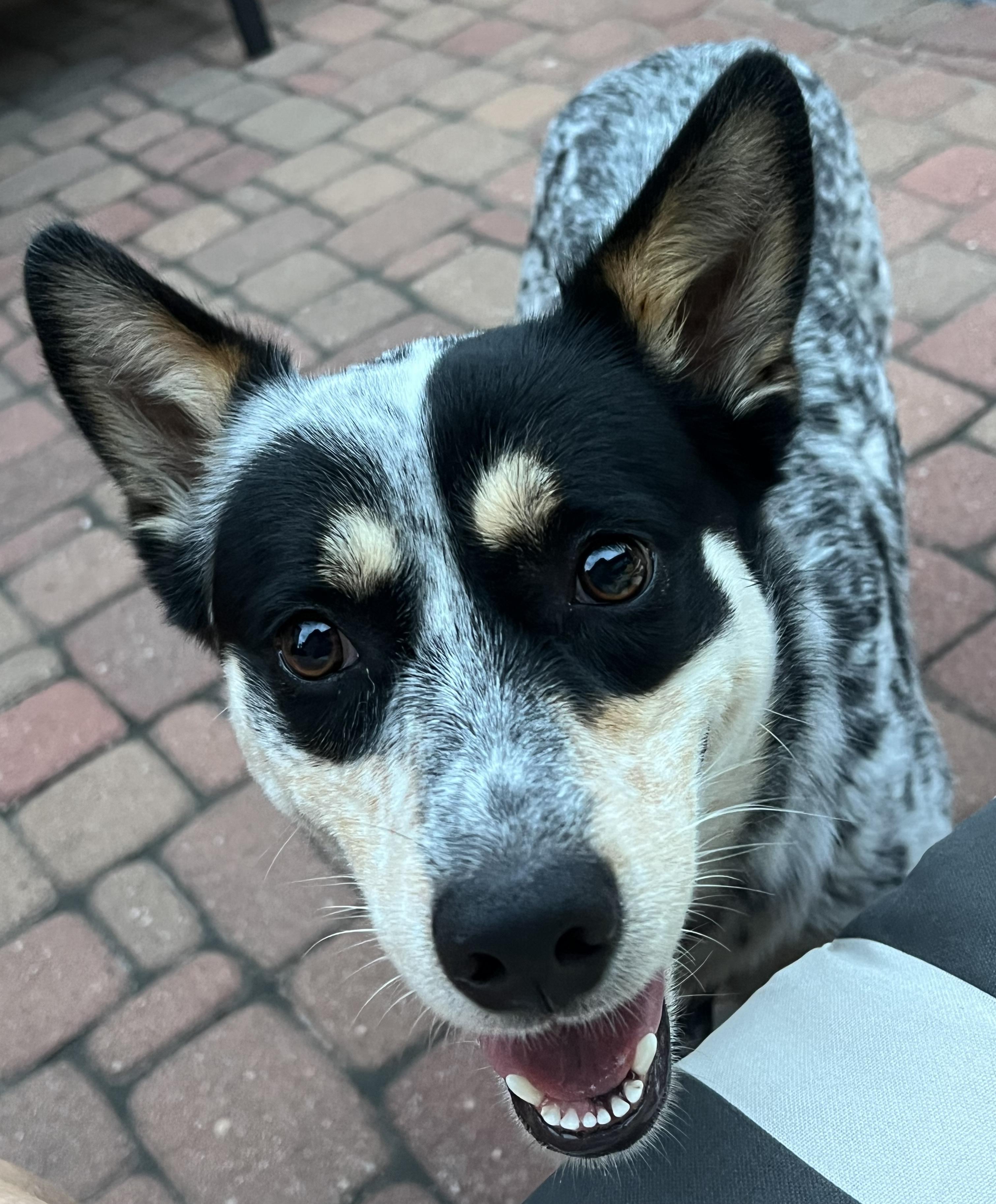 Enlarge Daisy Mae, a Adoptable Australian Cattle Dog / Blue Heeler in Houston , TX image 2/3