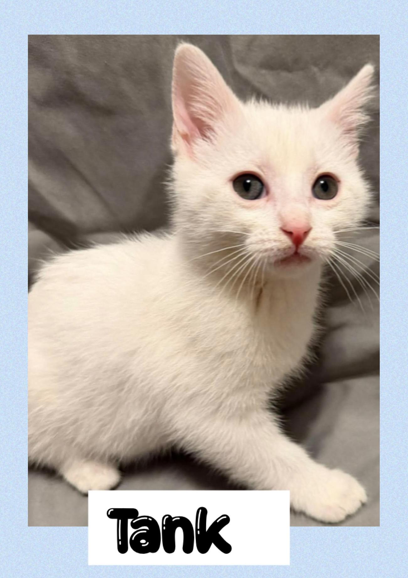 Tank, adopted, Young Male Domestic Short Hair.