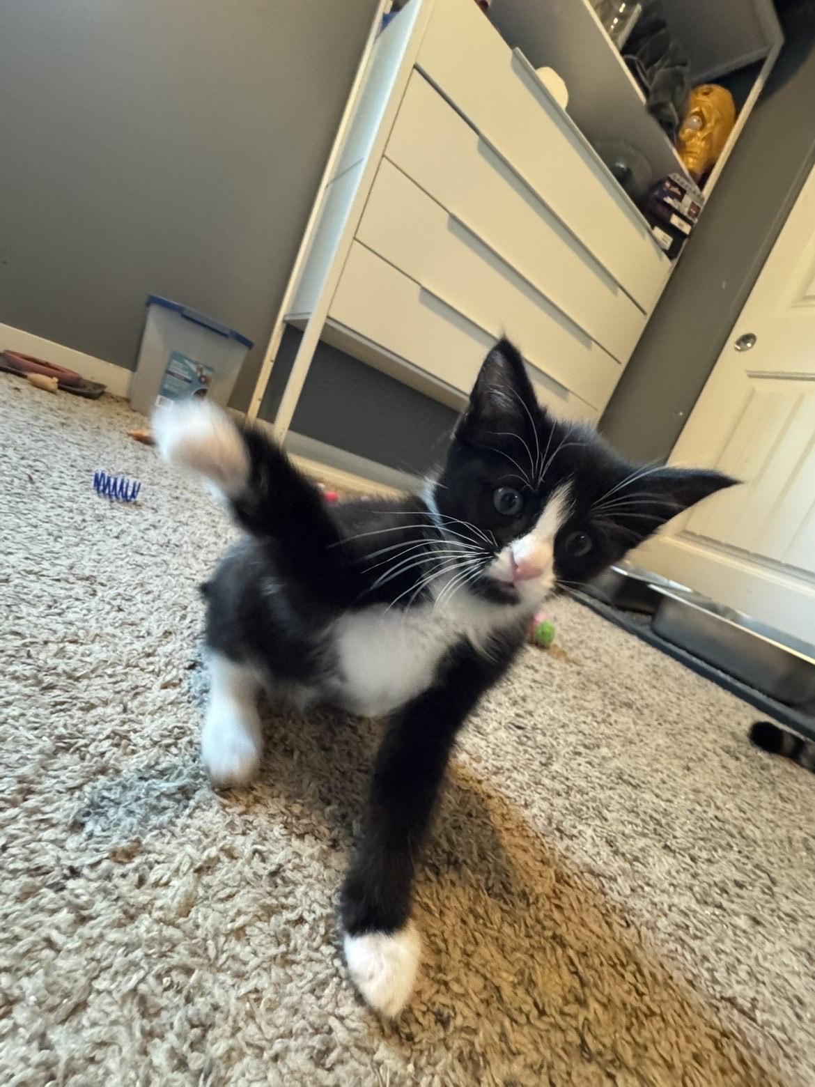 Jett, an adopted Domestic Short Hair in Rochester, WA image 2/4