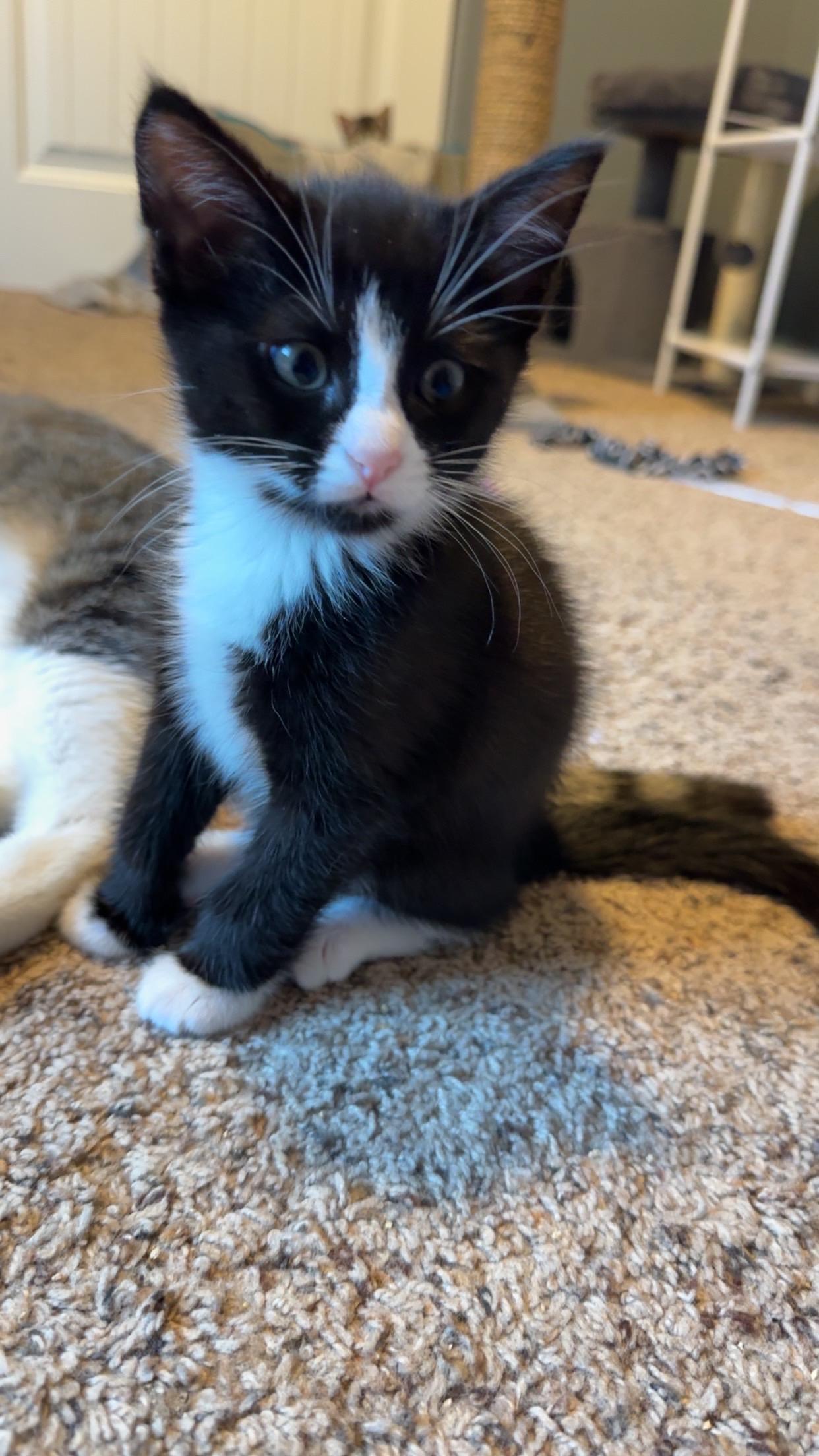 Jett, adopted, Kitten Male Domestic Short Hair.