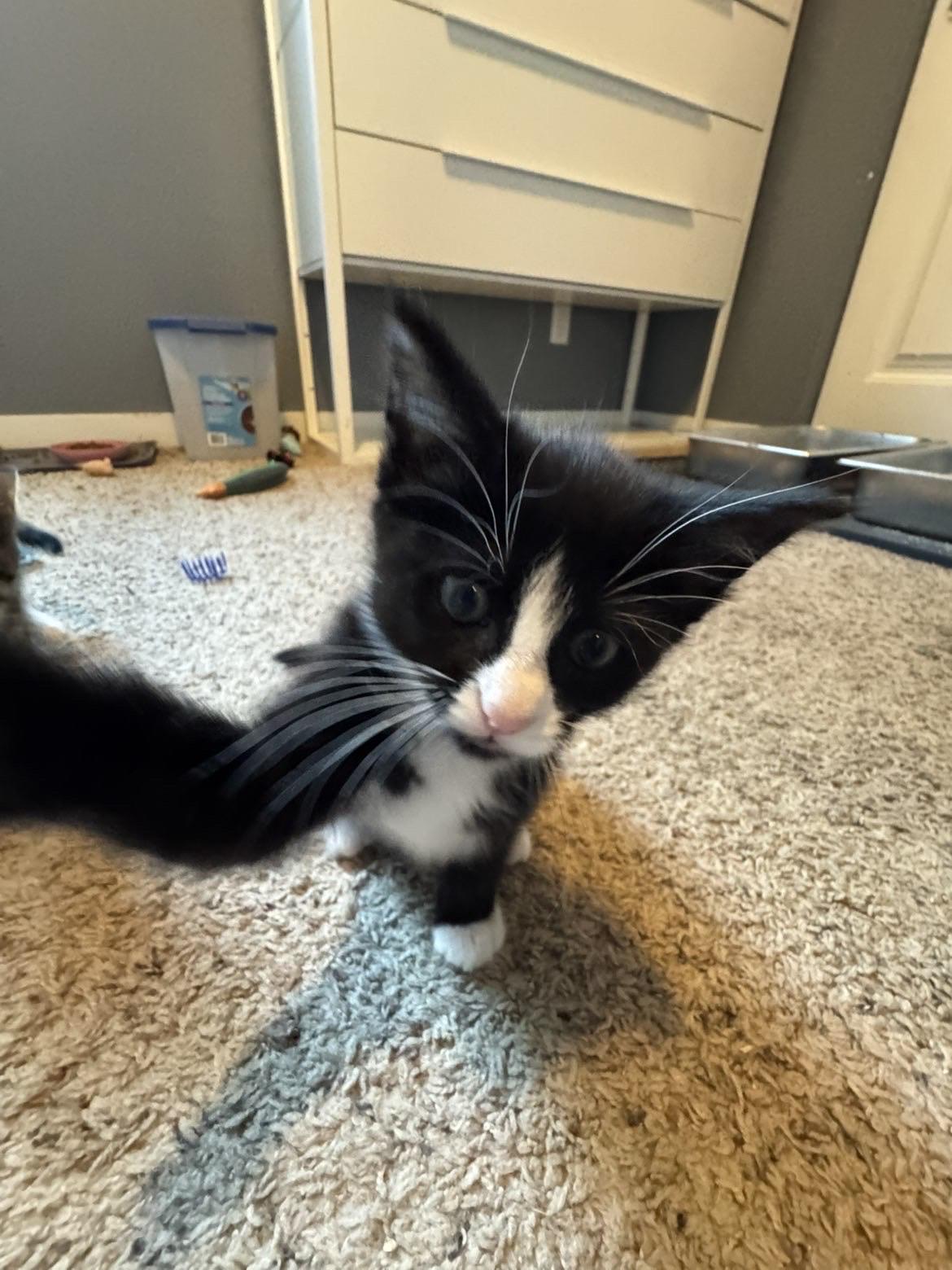 Jett, an adopted Domestic Short Hair in Rochester, WA image 3/4