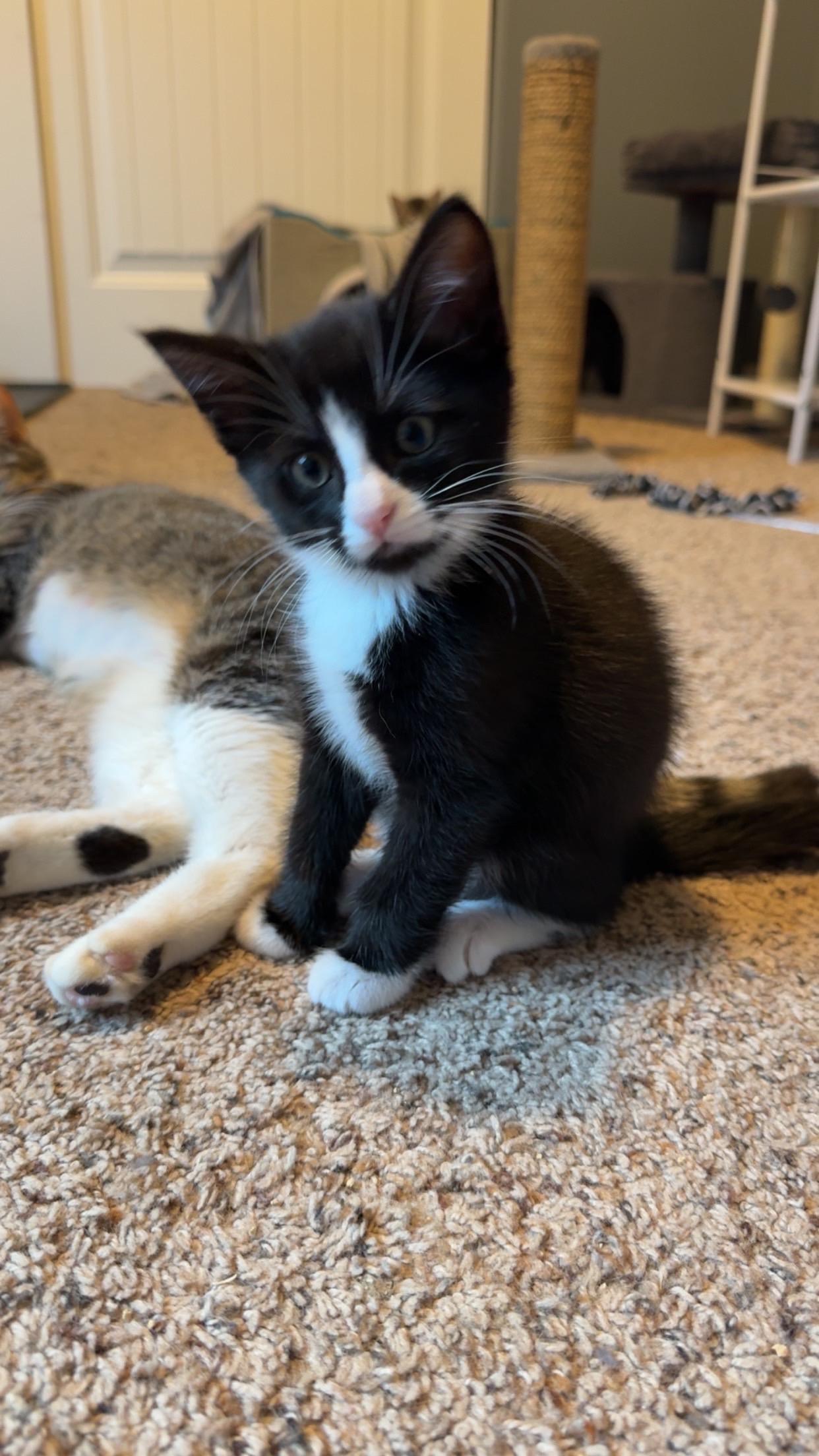 Jett, an adopted Domestic Short Hair in Rochester, WA image 4/4
