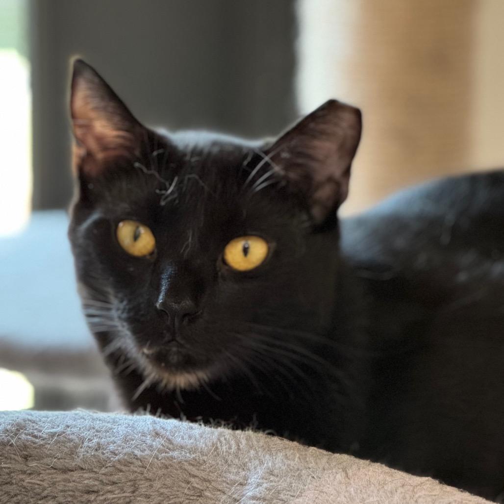 Neil Diamond — thumbnail 2