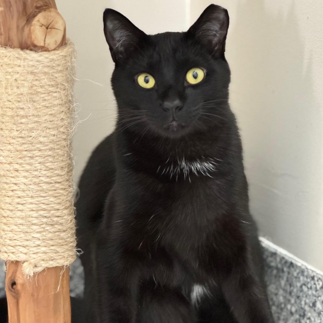 Neil Diamond — thumbnail 3