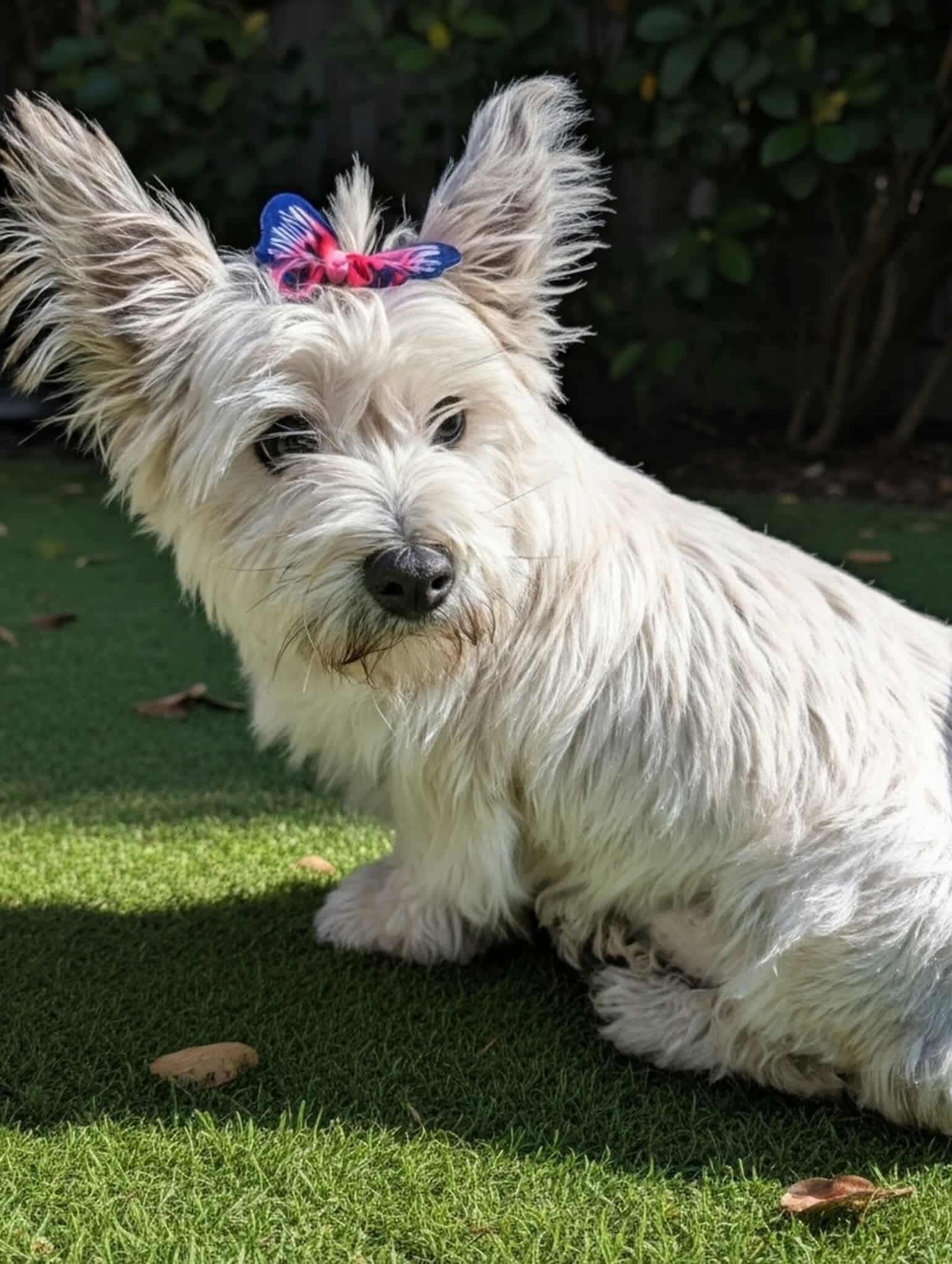 Enlarge Salem, a Adoptable Cairn Terrier in Anniston, AL image 1/1