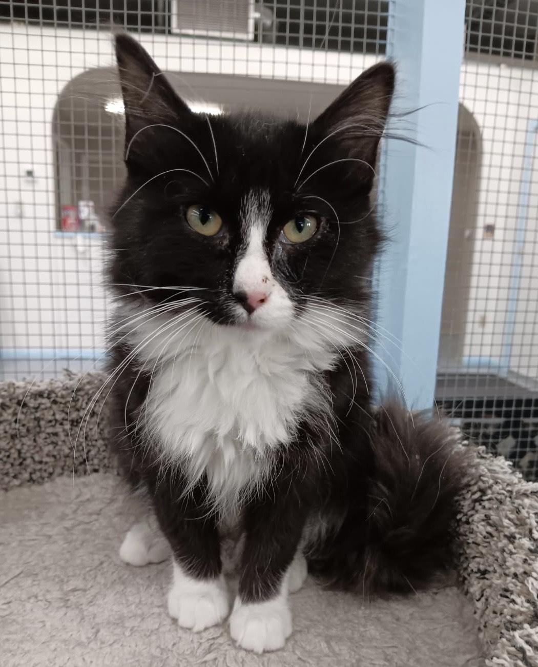 Cleopatra (Cleo), ADOPTABLE, Young Female Tuxedo.