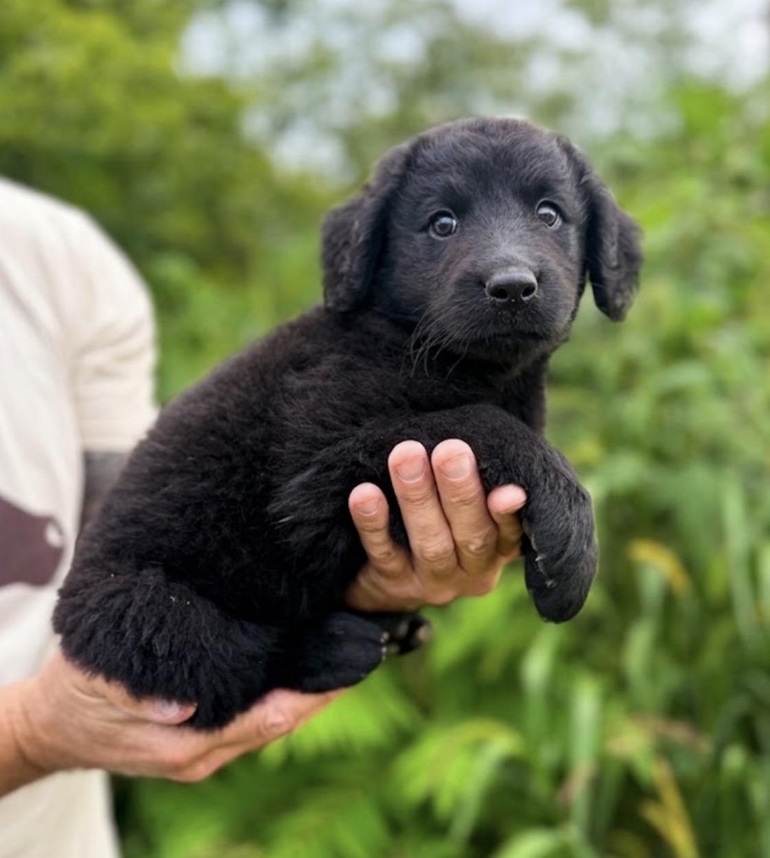 Luise, an adopted mixed breed in Hustisford , WI image 3/3