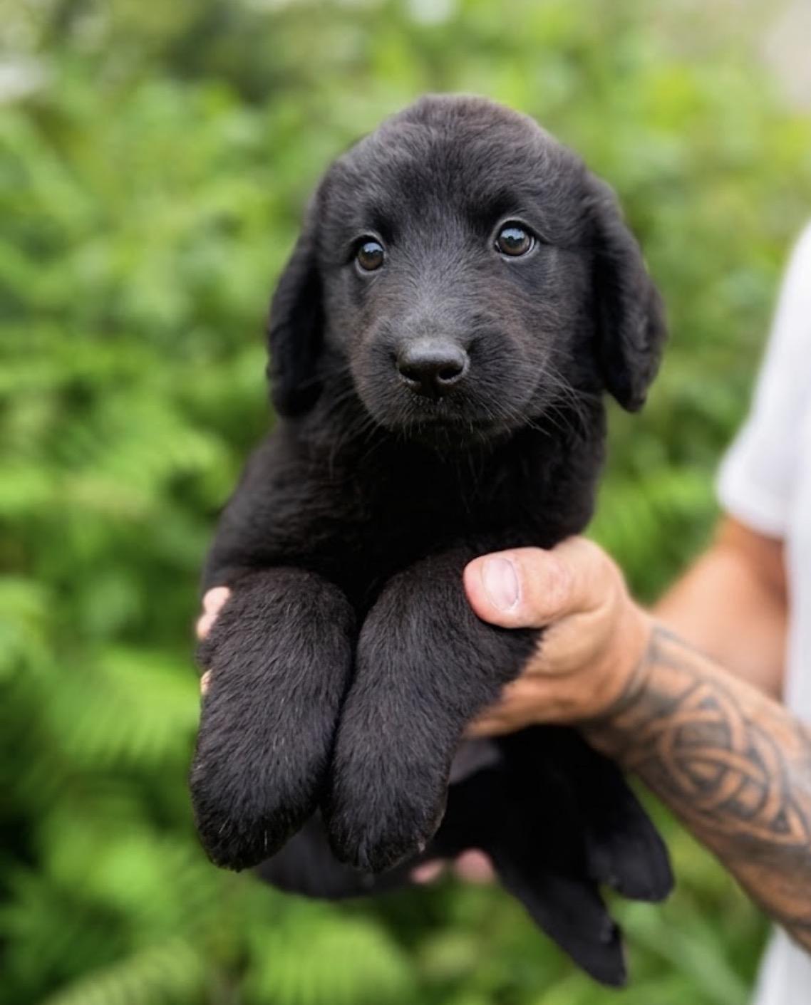Luise, an adopted mixed breed in Hustisford , WI image 2/3