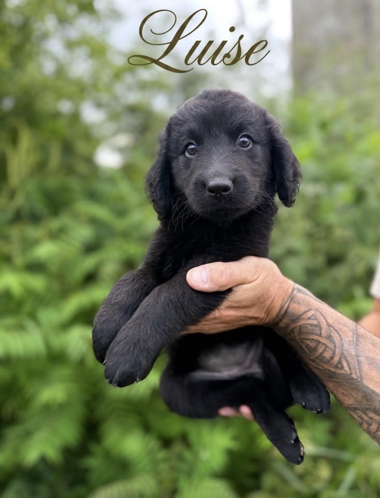 Luise, an adopted mixed breed in Hustisford , WI image 1/3