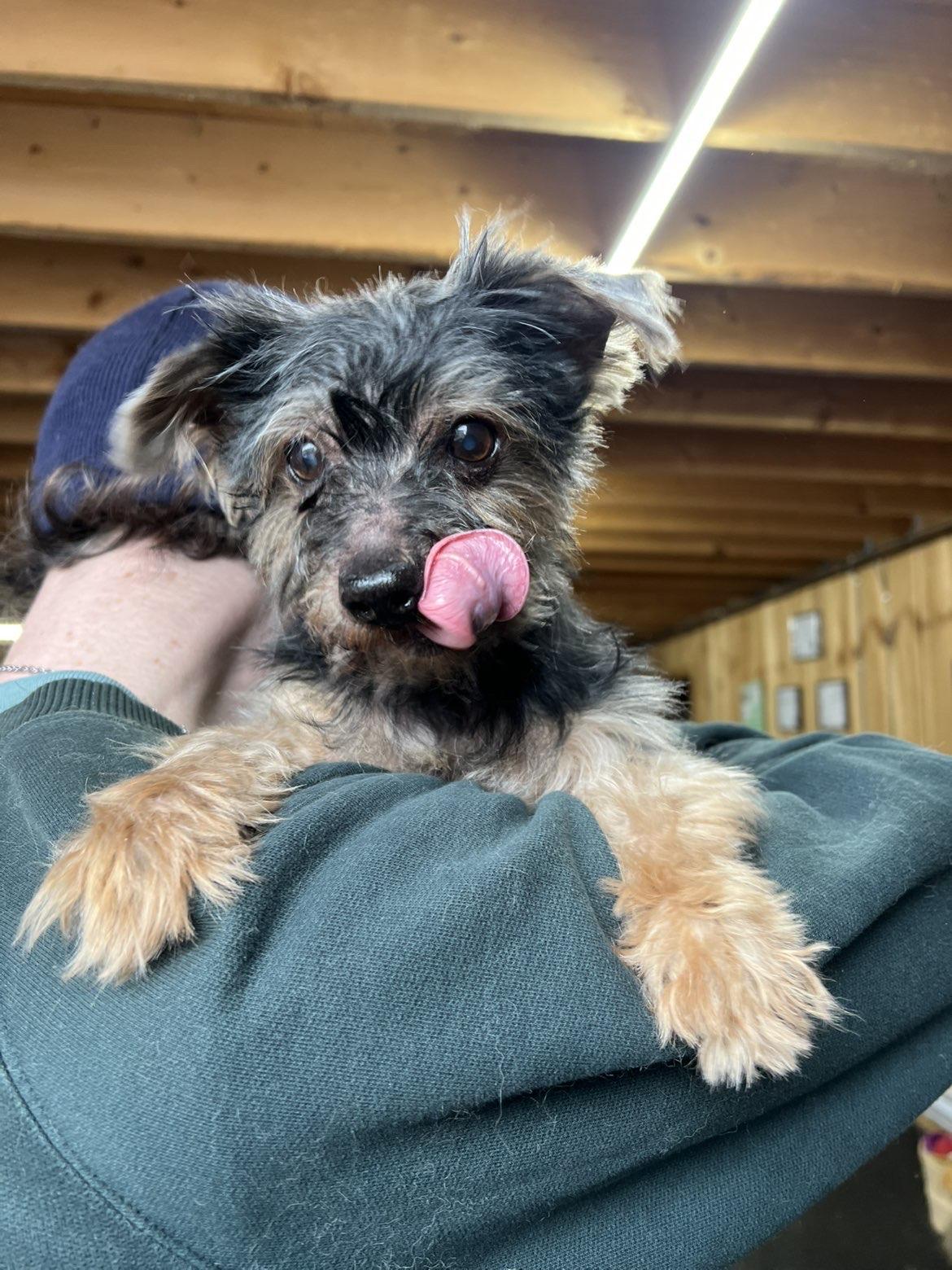 Gus, an adopted Yorkshire Terrier in Lisle, ON image 2/4