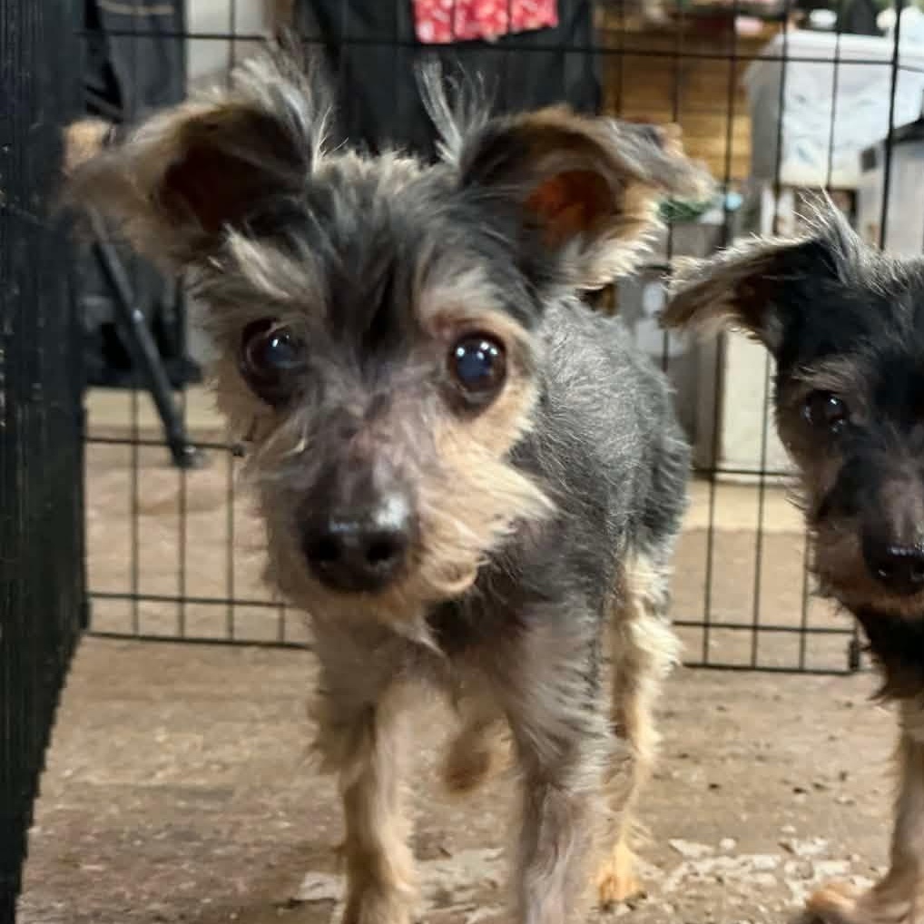 Gus, an adopted Yorkshire Terrier in Lisle, ON image 4/4
