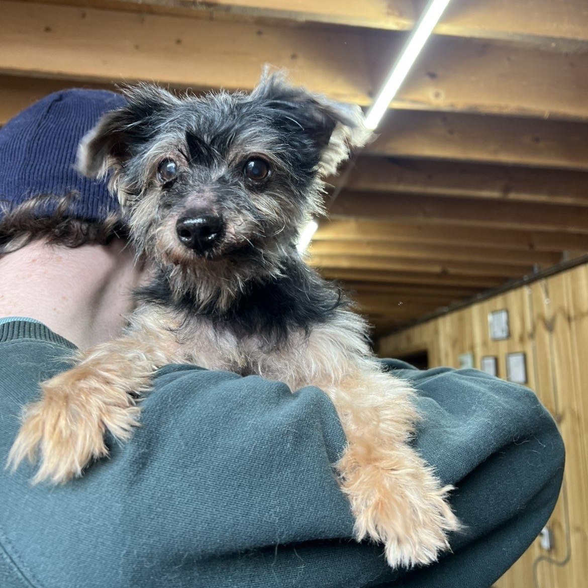 Gus, an adopted Yorkshire Terrier in Lisle, ON image 3/4