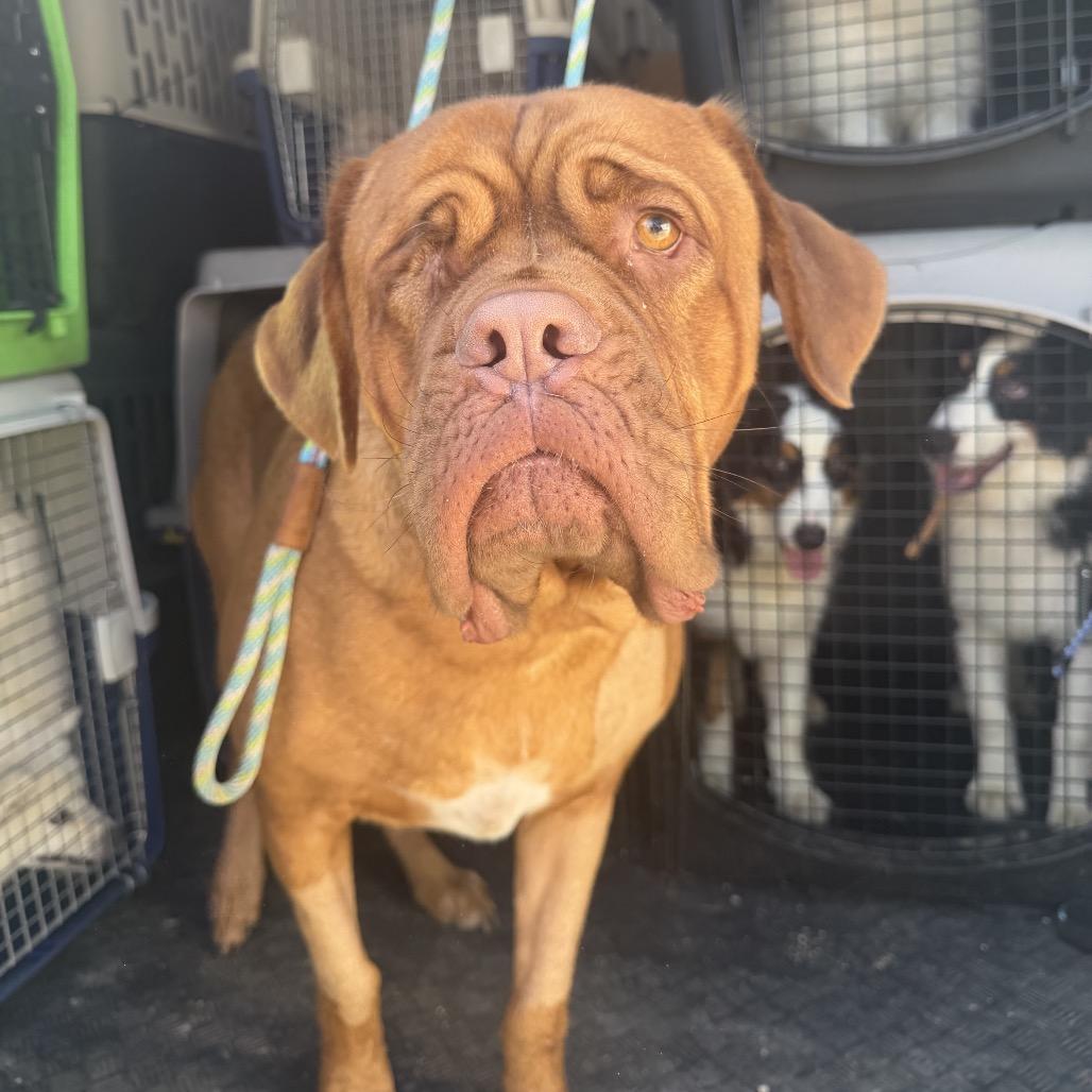 Enlarge Harry Hank, a Adoptable Dogue de Bordeaux in Northbrook, IL image 1/3